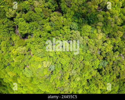 Von oben aus blickt man auf einen üppigen, grünen Wald in einer bergigen Gegend Stockfoto
