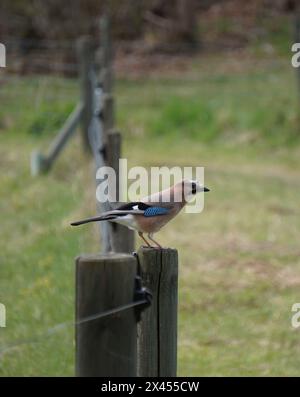 Nahaufnahme der Vogel Sitzstangen auf hölzernen Pfosten Stockfoto