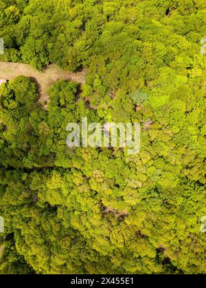 Von oben aus blickt man auf einen üppigen, grünen Wald in einer bergigen Gegend Stockfoto