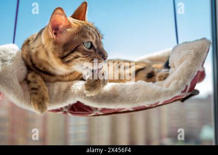 Niedliche bengalische Katze, die auf einem Katzenbett in der Nähe des Fensters zu Hause ruht. Zubehör für Haustiere. Stockfoto