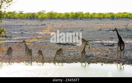 Eine große Herde von 8 Giraffen trinkt an einem Wasserloch, einige haben dort die Beine gebeugt und Köpfe nach unten, während sie trinken. Stockfoto