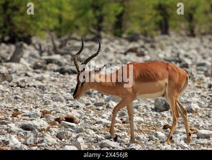 Impala mit schwarzem Gesicht über raues Gelände im Etosha-Nationalpark Stockfoto