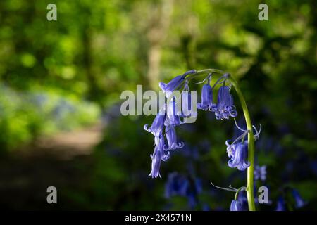 Watford, Großbritannien. 30. April 2024. Wetter in Großbritannien: Heimische Blauglocken (Hyacinthoides non-scripta) blühen in einem Wald in der Nähe von Watford, Hertfordshire. Fast die Hälfte der Glockenblumen der Welt befindet sich in Großbritannien. Nicht nur, dass es lange dauert, bis sich Blauell-Kolonien etablieren (etwa fünf bis sieben Jahre von der Samenblüte bis zur Blüte), sondern dass es auch Jahre dauern kann, bis sie sich nach Fußbodenschäden erholen. Daher ist die einheimische Blauglocke durch den Wildlife and Countryside Act (1981) geschützt, was bedeutet, dass Blumen nicht geerntet werden können, Zwiebeln nicht ausgegraben werden können und die Öffentlichkeit aufgefordert wird, markierte Wanderwege zu halten. Quelle: Stephen Chung / Alamy Live News Stockfoto