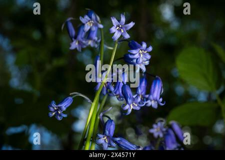Watford, Großbritannien. 30. April 2024. Wetter in Großbritannien: Heimische Blauglocken (Hyacinthoides non-scripta) blühen in einem Wald in der Nähe von Watford, Hertfordshire. Fast die Hälfte der Glockenblumen der Welt befindet sich in Großbritannien. Nicht nur, dass es lange dauert, bis sich Blauell-Kolonien etablieren (etwa fünf bis sieben Jahre von der Samenblüte bis zur Blüte), sondern dass es auch Jahre dauern kann, bis sie sich nach Fußbodenschäden erholen. Daher ist die einheimische Blauglocke durch den Wildlife and Countryside Act (1981) geschützt, was bedeutet, dass Blumen nicht geerntet werden können, Zwiebeln nicht ausgegraben werden können und die Öffentlichkeit aufgefordert wird, markierte Wanderwege zu halten. Quelle: Stephen Chung / Alamy Live News Stockfoto