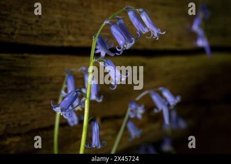 Watford, Großbritannien. 30. April 2024. Wetter in Großbritannien: Heimische Blauglocken (Hyacinthoides non-scripta) blühen in einem Wald in der Nähe von Watford, Hertfordshire. Fast die Hälfte der Glockenblumen der Welt befindet sich in Großbritannien. Nicht nur, dass es lange dauert, bis sich Blauell-Kolonien etablieren (etwa fünf bis sieben Jahre von der Samenblüte bis zur Blüte), sondern dass es auch Jahre dauern kann, bis sie sich nach Fußbodenschäden erholen. Daher ist die einheimische Blauglocke durch den Wildlife and Countryside Act (1981) geschützt, was bedeutet, dass Blumen nicht geerntet werden können, Zwiebeln nicht ausgegraben werden können und die Öffentlichkeit aufgefordert wird, markierte Wanderwege zu halten. Quelle: Stephen Chung / Alamy Live News Stockfoto