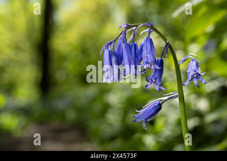 Watford, Großbritannien. 30. April 2024. Wetter in Großbritannien: Heimische Blauglocken (Hyacinthoides non-scripta) blühen in einem Wald in der Nähe von Watford, Hertfordshire. Fast die Hälfte der Glockenblumen der Welt befindet sich in Großbritannien. Nicht nur, dass es lange dauert, bis sich Blauell-Kolonien etablieren (etwa fünf bis sieben Jahre von der Samenblüte bis zur Blüte), sondern dass es auch Jahre dauern kann, bis sie sich nach Fußbodenschäden erholen. Daher ist die einheimische Blauglocke durch den Wildlife and Countryside Act (1981) geschützt, was bedeutet, dass Blumen nicht geerntet werden können, Zwiebeln nicht ausgegraben werden können und die Öffentlichkeit aufgefordert wird, markierte Wanderwege zu halten. Quelle: Stephen Chung / Alamy Live News Stockfoto