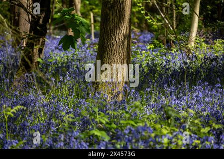 Watford, Großbritannien. 30. April 2024. Wetter in Großbritannien: Heimische Blauglocken (Hyacinthoides non-scripta) blühen in einem Wald in der Nähe von Watford, Hertfordshire. Fast die Hälfte der Glockenblumen der Welt befindet sich in Großbritannien. Nicht nur, dass es lange dauert, bis sich Blauell-Kolonien etablieren (etwa fünf bis sieben Jahre von der Samenblüte bis zur Blüte), sondern dass es auch Jahre dauern kann, bis sie sich nach Fußbodenschäden erholen. Daher ist die einheimische Blauglocke durch den Wildlife and Countryside Act (1981) geschützt, was bedeutet, dass Blumen nicht geerntet werden können, Zwiebeln nicht ausgegraben werden können und die Öffentlichkeit aufgefordert wird, markierte Wanderwege zu halten. Quelle: Stephen Chung / Alamy Live News Stockfoto