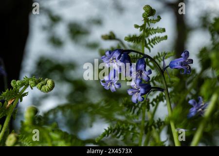 Watford, Großbritannien. 30. April 2024. Wetter in Großbritannien: Heimische Blauglocken (Hyacinthoides non-scripta) blühen in einem Wald in der Nähe von Watford, Hertfordshire. Fast die Hälfte der Glockenblumen der Welt befindet sich in Großbritannien. Nicht nur, dass es lange dauert, bis sich Blauell-Kolonien etablieren (etwa fünf bis sieben Jahre von der Samenblüte bis zur Blüte), sondern dass es auch Jahre dauern kann, bis sie sich nach Fußbodenschäden erholen. Daher ist die einheimische Blauglocke durch den Wildlife and Countryside Act (1981) geschützt, was bedeutet, dass Blumen nicht geerntet werden können, Zwiebeln nicht ausgegraben werden können und die Öffentlichkeit aufgefordert wird, markierte Wanderwege zu halten. Quelle: Stephen Chung / Alamy Live News Stockfoto