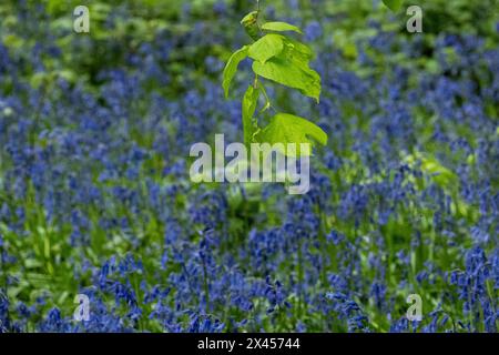Watford, Großbritannien. 30. April 2024. Wetter in Großbritannien: Heimische Blauglocken (Hyacinthoides non-scripta) blühen in einem Wald in der Nähe von Watford, Hertfordshire. Fast die Hälfte der Glockenblumen der Welt befindet sich in Großbritannien. Nicht nur, dass es lange dauert, bis sich Blauell-Kolonien etablieren (etwa fünf bis sieben Jahre von der Samenblüte bis zur Blüte), sondern dass es auch Jahre dauern kann, bis sie sich nach Fußbodenschäden erholen. Daher ist die einheimische Blauglocke durch den Wildlife and Countryside Act (1981) geschützt, was bedeutet, dass Blumen nicht geerntet werden können, Zwiebeln nicht ausgegraben werden können und die Öffentlichkeit aufgefordert wird, markierte Wanderwege zu halten. Quelle: Stephen Chung / Alamy Live News Stockfoto