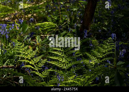 Watford, Großbritannien. 30. April 2024. Wetter in Großbritannien: Farne wachsen unter einheimischen Blauglocken (Hyacinthoides non-scripta), die in einem Wald in der Nähe von Watford, Hertfordshire, blühen. Fast die Hälfte der Glockenblumen der Welt befindet sich in Großbritannien. Die einheimische Blauglocke ist durch den Wildlife and Countryside Act (1981) geschützt, was bedeutet, dass Blumen nicht geerntet werden können, Zwiebeln nicht ausgegraben werden können und die Öffentlichkeit aufgefordert wird, markierte Wanderwege einzuhalten. Quelle: Stephen Chung / Alamy Live News Stockfoto