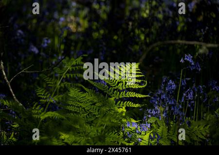 Watford, Großbritannien. 30. April 2024. Wetter in Großbritannien: Farne wachsen unter einheimischen Blauglocken (Hyacinthoides non-scripta), die in einem Wald in der Nähe von Watford, Hertfordshire, blühen. Fast die Hälfte der Glockenblumen der Welt befindet sich in Großbritannien. Die einheimische Blauglocke ist durch den Wildlife and Countryside Act (1981) geschützt, was bedeutet, dass Blumen nicht geerntet werden können, Zwiebeln nicht ausgegraben werden können und die Öffentlichkeit aufgefordert wird, markierte Wanderwege einzuhalten. Quelle: Stephen Chung / Alamy Live News Stockfoto
