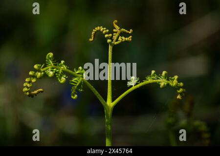 Watford, Großbritannien. 30. April 2024. Wetter in Großbritannien: Farne wachsen unter einheimischen Blauglocken (Hyacinthoides non-scripta), die in einem Wald in der Nähe von Watford, Hertfordshire, blühen. Fast die Hälfte der Glockenblumen der Welt befindet sich in Großbritannien. Die einheimische Blauglocke ist durch den Wildlife and Countryside Act (1981) geschützt, was bedeutet, dass Blumen nicht geerntet werden können, Zwiebeln nicht ausgegraben werden können und die Öffentlichkeit aufgefordert wird, markierte Wanderwege einzuhalten. Quelle: Stephen Chung / Alamy Live News Stockfoto