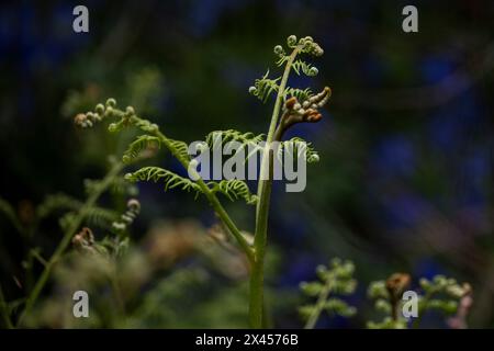 Watford, Großbritannien. 30. April 2024. Wetter in Großbritannien: Farne wachsen unter einheimischen Blauglocken (Hyacinthoides non-scripta), die in einem Wald in der Nähe von Watford, Hertfordshire, blühen. Fast die Hälfte der Glockenblumen der Welt befindet sich in Großbritannien. Die einheimische Blauglocke ist durch den Wildlife and Countryside Act (1981) geschützt, was bedeutet, dass Blumen nicht geerntet werden können, Zwiebeln nicht ausgegraben werden können und die Öffentlichkeit aufgefordert wird, markierte Wanderwege einzuhalten. Quelle: Stephen Chung / Alamy Live News Stockfoto