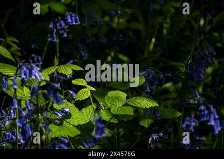 Watford, Großbritannien. 30. April 2024. Wetter in Großbritannien: Heimische Blauglocken (Hyacinthoides non-scripta) blühen in einem Wald in der Nähe von Watford, Hertfordshire. Fast die Hälfte der Glockenblumen der Welt befindet sich in Großbritannien. Nicht nur, dass es lange dauert, bis sich Blauell-Kolonien etablieren (etwa fünf bis sieben Jahre von der Samenblüte bis zur Blüte), sondern dass es auch Jahre dauern kann, bis sie sich nach Fußbodenschäden erholen. Daher ist die einheimische Blauglocke durch den Wildlife and Countryside Act (1981) geschützt, was bedeutet, dass Blumen nicht geerntet werden können, Zwiebeln nicht ausgegraben werden können und die Öffentlichkeit aufgefordert wird, markierte Wanderwege zu halten. Quelle: Stephen Chung / Alamy Live News Stockfoto