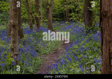 Watford, Großbritannien. 30. April 2024. Wetter in Großbritannien: Heimische Blauglocken (Hyacinthoides non-scripta) blühen in einem Wald in der Nähe von Watford, Hertfordshire. Fast die Hälfte der Glockenblumen der Welt befindet sich in Großbritannien. Nicht nur, dass es lange dauert, bis sich Blauell-Kolonien etablieren (etwa fünf bis sieben Jahre von der Samenblüte bis zur Blüte), sondern dass es auch Jahre dauern kann, bis sie sich nach Fußbodenschäden erholen. Daher ist die einheimische Blauglocke durch den Wildlife and Countryside Act (1981) geschützt, was bedeutet, dass Blumen nicht geerntet werden können, Zwiebeln nicht ausgegraben werden können und die Öffentlichkeit aufgefordert wird, markierte Wanderwege zu halten. Quelle: Stephen Chung / Alamy Live News Stockfoto
