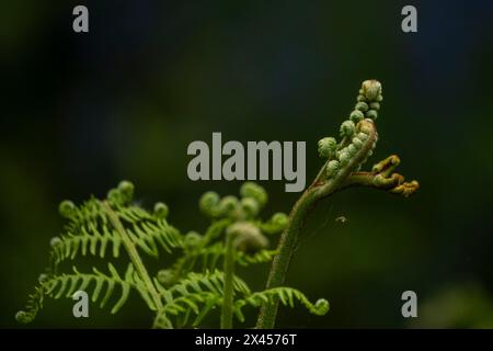 Watford, Großbritannien. 30. April 2024. Wetter in Großbritannien: Farne wachsen unter einheimischen Blauglocken (Hyacinthoides non-scripta), die in einem Wald in der Nähe von Watford, Hertfordshire, blühen. Fast die Hälfte der Glockenblumen der Welt befindet sich in Großbritannien. Die einheimische Blauglocke ist durch den Wildlife and Countryside Act (1981) geschützt, was bedeutet, dass Blumen nicht geerntet werden können, Zwiebeln nicht ausgegraben werden können und die Öffentlichkeit aufgefordert wird, markierte Wanderwege einzuhalten. Quelle: Stephen Chung / Alamy Live News Stockfoto