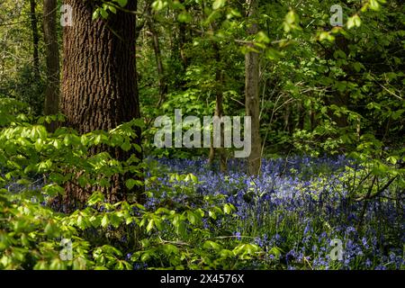Watford, Großbritannien. 30. April 2024. Wetter in Großbritannien: Heimische Blauglocken (Hyacinthoides non-scripta) blühen in einem Wald in der Nähe von Watford, Hertfordshire. Fast die Hälfte der Glockenblumen der Welt befindet sich in Großbritannien. Nicht nur, dass es lange dauert, bis sich Blauell-Kolonien etablieren (etwa fünf bis sieben Jahre von der Samenblüte bis zur Blüte), sondern dass es auch Jahre dauern kann, bis sie sich nach Fußbodenschäden erholen. Daher ist die einheimische Blauglocke durch den Wildlife and Countryside Act (1981) geschützt, was bedeutet, dass Blumen nicht geerntet werden können, Zwiebeln nicht ausgegraben werden können und die Öffentlichkeit aufgefordert wird, markierte Wanderwege zu halten. Quelle: Stephen Chung / Alamy Live News Stockfoto