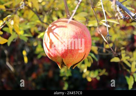 Reife Granatapfel-Frucht am Baum Stockfoto