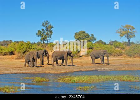 Elefanten am Ufer des Chobe River, Bostwana Stockfoto