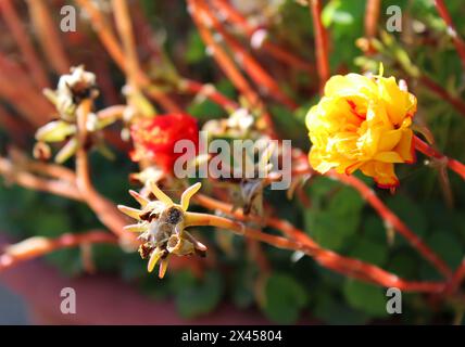 Schöne Blumen in verschiedenen Stadien Stockfoto