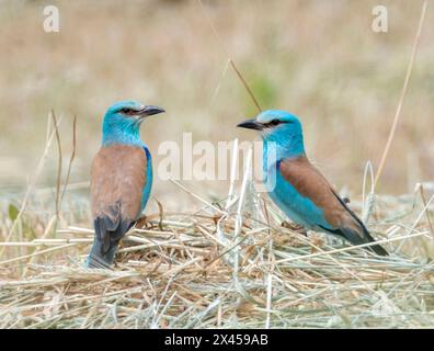 Two European Roller (Coracias garrulus) auf einem neu geschnittenen Gerstenfeld in Paphos, Zypern. Stockfoto