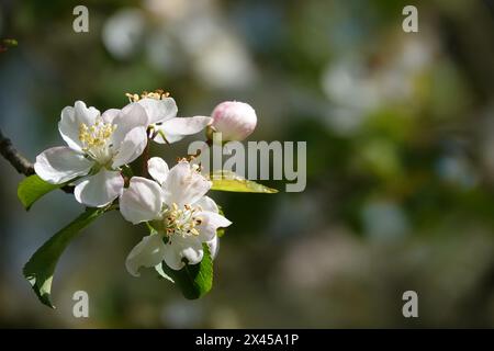 Frühling Großbritannien, Crab Apple in voller Blüte Stockfoto