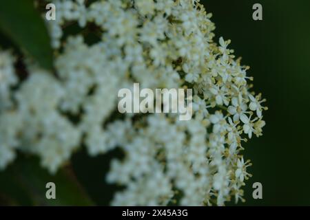 Frühling Großbritannien, Holunderblüten in Bloom Stockfoto