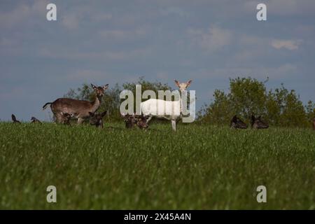 Spring UK, Weißer Damhirsch steht auf dem Feld Stockfoto