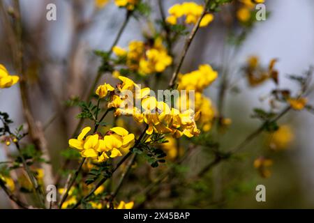 Ein Forsythienstrauch mit gelben Blütenblättern in Nahaufnahme. Ein Zweig mit Blumen. Die Pflanze hat eine gelbe Farbe. Frühlingsblumenstruktur. Horizontal Stockfoto