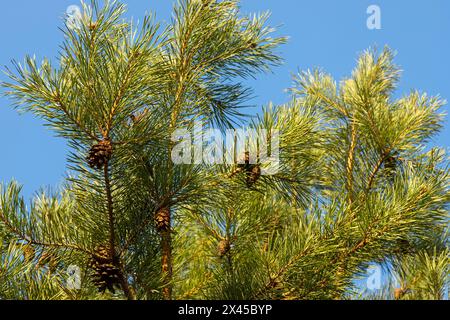 Pinienzapfen mit Nadeln an einem Baum im Wald. Stockfoto