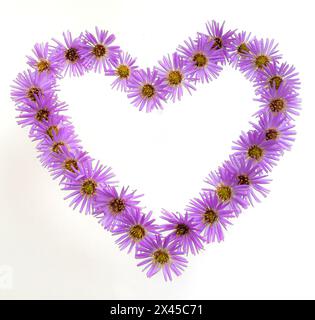 Herzsymbol aus violetten Blumen und Kamille isoliert auf weißem Hintergrund. Flach verlegt. Draufsicht. Stockfoto