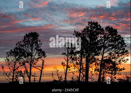 Bäume, die bei Sonnenaufgang vor einem farbenfrohen Himmel geschildert wurden, stammen aus Mirador Los Jazmines, Vinales Valley, Vinales, Kuba. Stockfoto