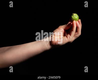 rosenkohl in der Hand auf schwarzem Hintergrund Stockfoto