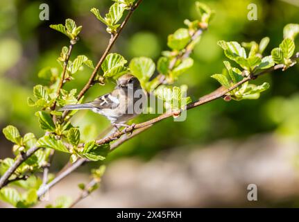 Eurasischer Chaffinch „Fringilla coelebs“, weiblicher Vogel mit Fliege im Schnabel, auf einem Zweig im hellen Sonnenlicht. Dublin, Irland Stockfoto