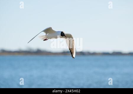 Schwarzmöwen-Chroicocephalus ridibundus-Fischen in einer kleinen Bucht Stockfoto