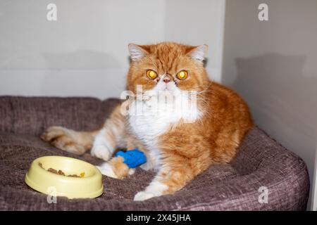 Exotische Ginger-Katze mit einem Katheter auf der Pfote Stockfoto