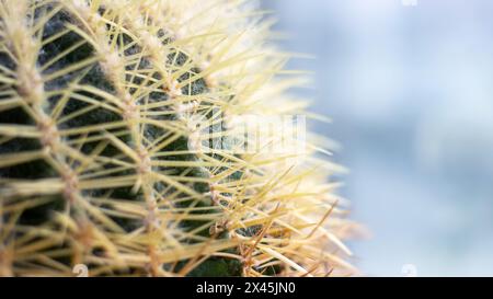 Ein Makrofoto, das die komplizierten Details einer Landpflanze mit elektrischen blauen Blumen, Dornen, Stacheln und Stacheln zeigt. Die Nahaufnahme Stockfoto