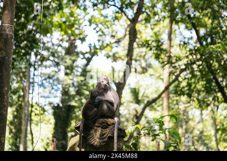 Affe auf einer Statue im Affenwald in Ubud, Bali Stockfoto