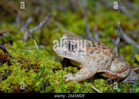 Hebammenkröte (Alytes cisternasii) in Valdemanco, Madrid, Spanien Stockfoto