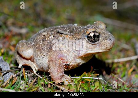 Hebammenkröte (Alytes cisternasii) in Valdemanco, Madrid, Spanien Stockfoto