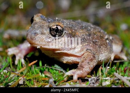 Hebammenkröte (Alytes cisternasii) in Valdemanco, Madrid, Spanien Stockfoto