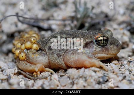 Hebammenkröte (Alytes cisternasii) in Valdemanco, Madrid, Spanien Stockfoto