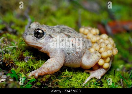 Hebammenkröte (Alytes cisternasii) in Valdemanco, Madrid, Spanien Stockfoto