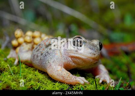 Hebammenkröte (Alytes cisternasii) in Valdemanco, Madrid, Spanien Stockfoto