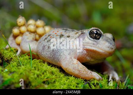 Hebammenkröte (Alytes cisternasii) in Valdemanco, Madrid, Spanien Stockfoto