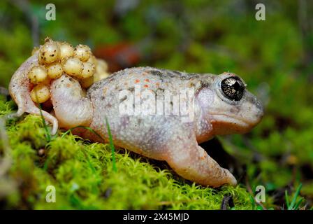 Hebammenkröte (Alytes cisternasii) in Valdemanco, Madrid, Spanien Stockfoto