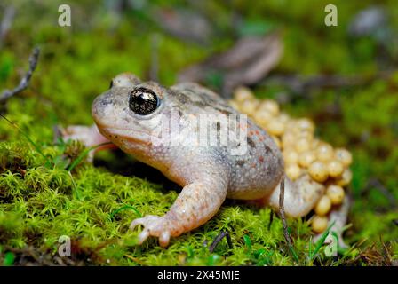 Hebammenkröte (Alytes cisternasii) in Valdemanco, Madrid, Spanien Stockfoto