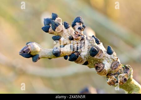 Asche (fraxinus excelsior), Nahaufnahme der schwarzen Blattknospen des gewöhnlichen Baumes. Stockfoto