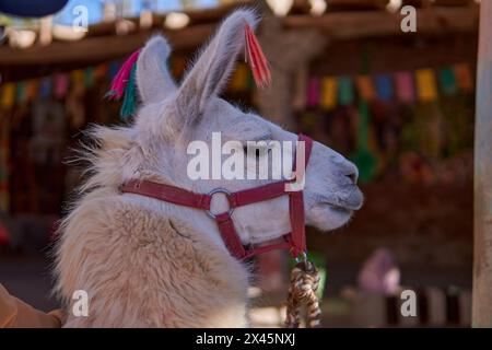 Porträt von weißem Lama mit farbiger Wolle an den Ohren, in argentinien südamerika, Provinz Salta Stockfoto