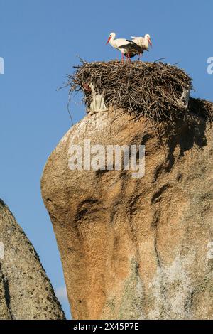 Einige Weißstörche nisten auf Felsen, Los Barruecos Natural Monument, Malpartida de Caceres, Spanien Stockfoto